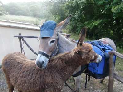 Trekkingtouren mit Eseln in den Abruzzen. Urlaub mit Tieren.