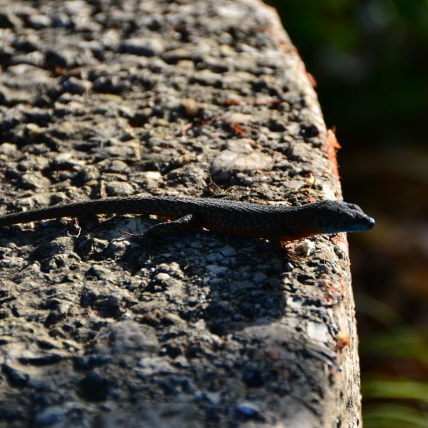 Bio-Agriturismo im S�den Korfus