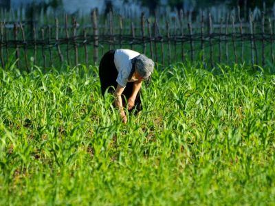 Landwirtschaft Albanien Frau Acker