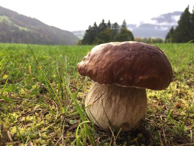 Naturzeit fr Alleinreisende in den Tiroler Bergen