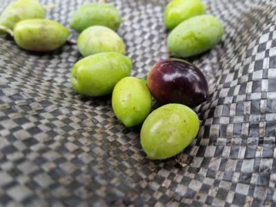 Frisch geerntete Oliven