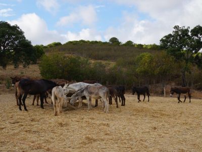 Eselwandern an der Algarve Portugal Eltern mit Kind Reise