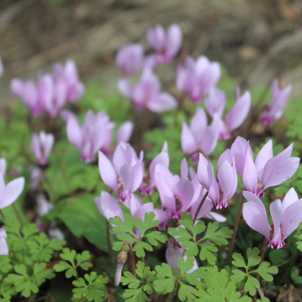 Mare e Monti - Cilento zu Fu� - Italien