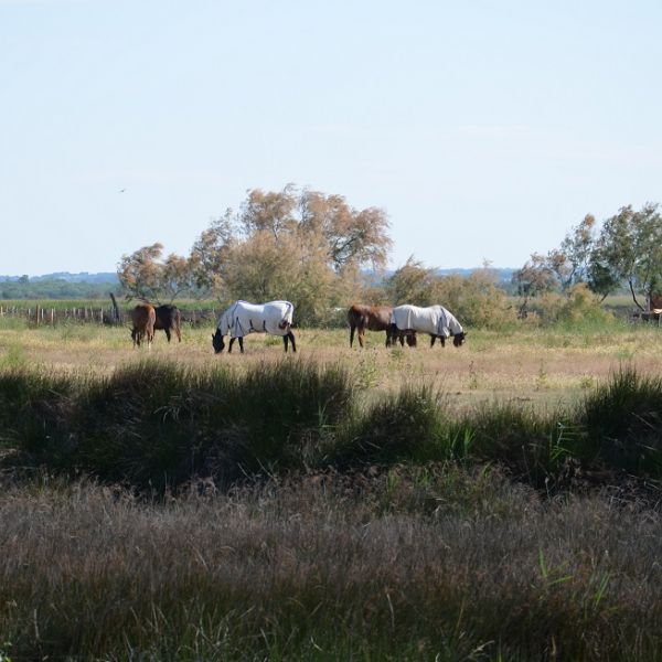 Familienurlaub im Landhaus Mas Fonrouge - Camargue/Sdfrankreich