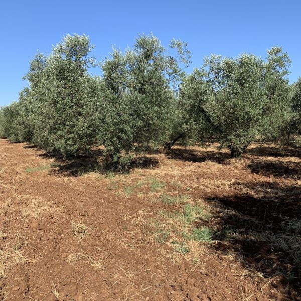 Familien-Mountainbike-Woche in der Toskana 