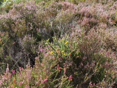 Heidekraut, Fuchsien und bl�hender Rhododendron lassen die Landschaft in allen Rott�nen erstrahlen.