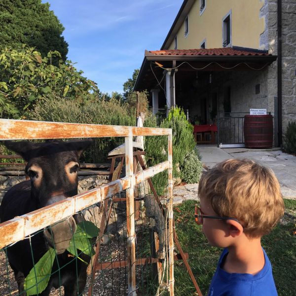 Landpension im ursprnglichen Istrien - Kroatien
