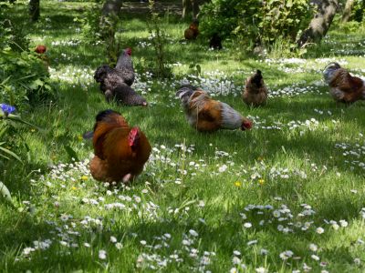 Hhner im Garten Familienurlaub am Watt