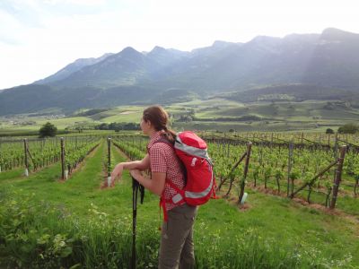 Wanderer vor Apfelbumen bei Kaltern in Sdtirol