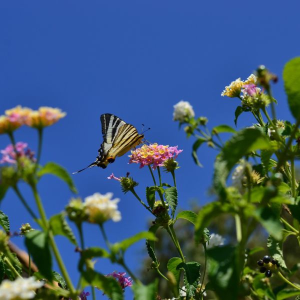 Bio-Agriturismo im S�den Korfus