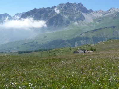 Blhende Bergwiesen - eine Pracht!