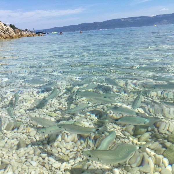 Landpension im ursprnglichen Istrien - Kroatien