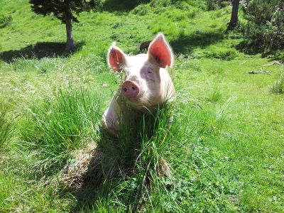 Slowenienreise fr Familien und Single mit Kindern und Jugendlichen