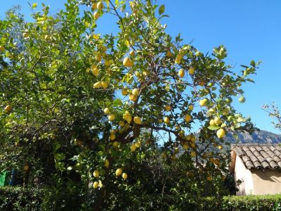 Natur erleben auf Mallorca während Wanderurlaub